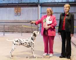 Best of Breed, Dalmark's Jubilations At Nospar, Stocks Mrs T